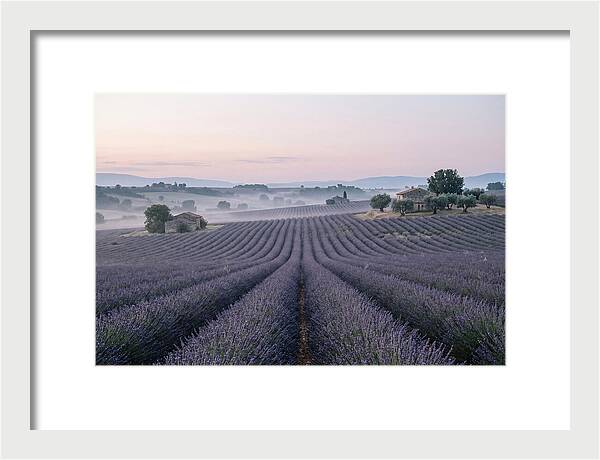 Endless Lavender Fields Of Provence