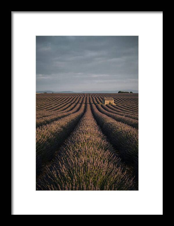 Endless Lavender Fields Of Valensole