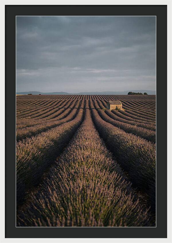 Endless Lavender Fields Of Valensole