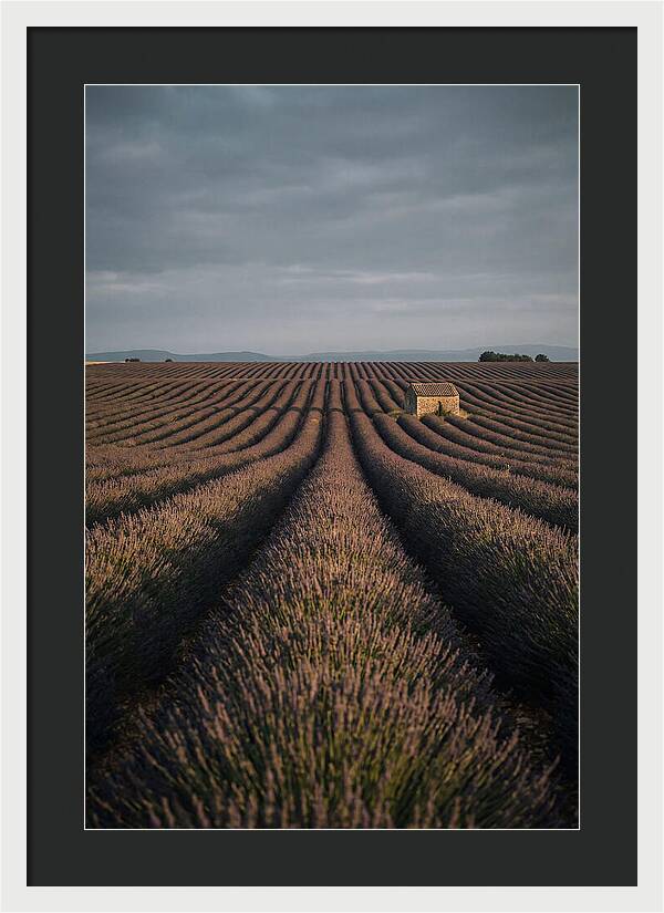 Endless Lavender Fields Of Valensole