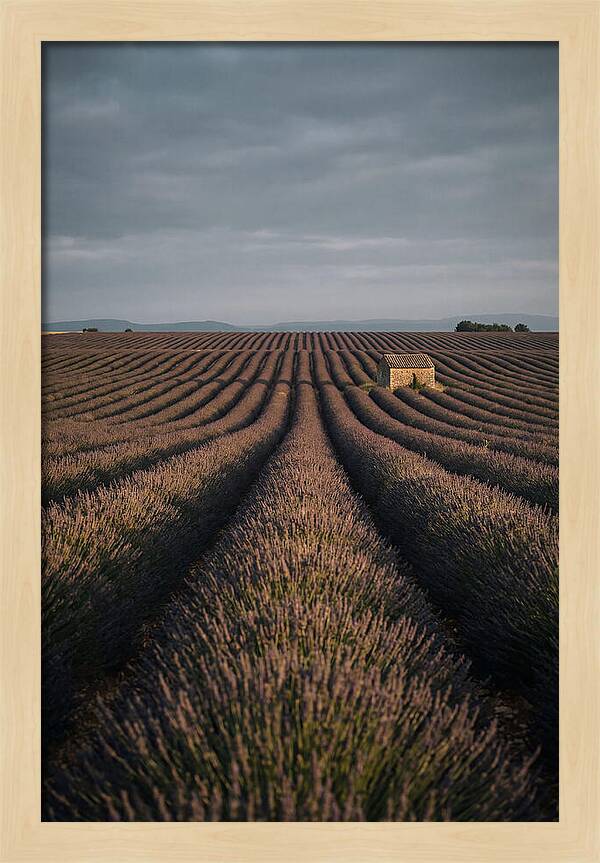 Endless Lavender Fields Of Valensole