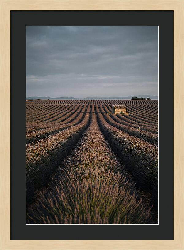 Endless Lavender Fields Of Valensole