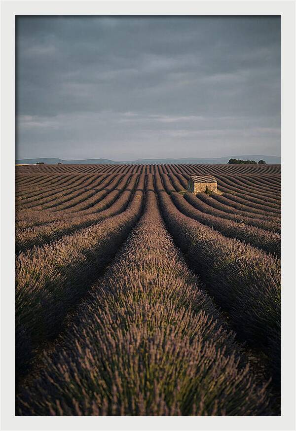 Endless Lavender Fields Of Valensole