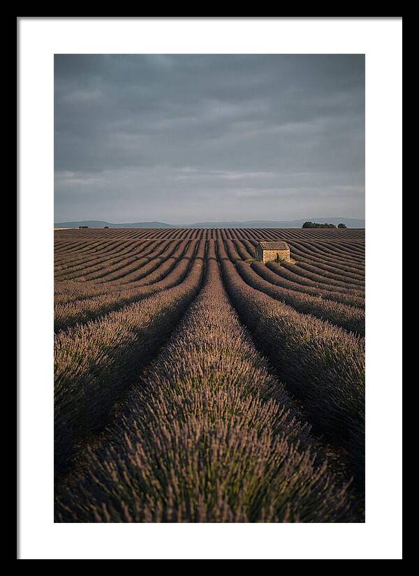 Endless Lavender Fields Of Valensole