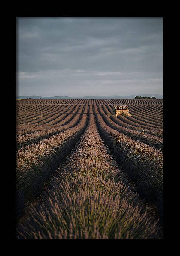 Endless Lavender Fields Of Valensole