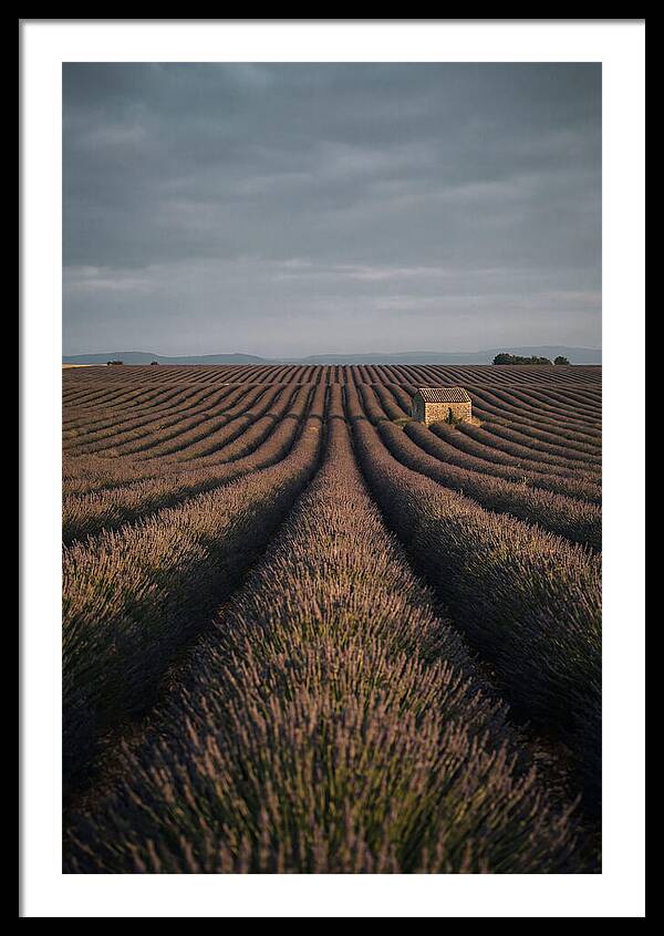 Endless Lavender Fields Of Valensole