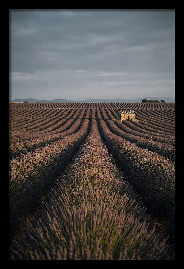 Endless Lavender Fields Of Valensole