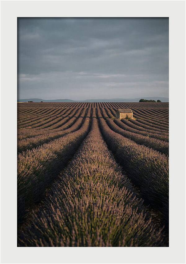 Endless Lavender Fields Of Valensole