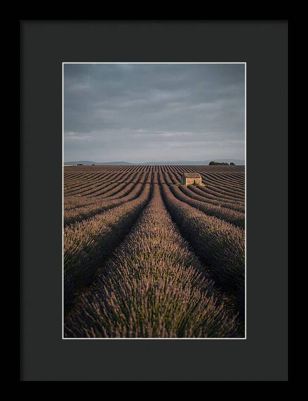 Endless Lavender Fields Of Valensole