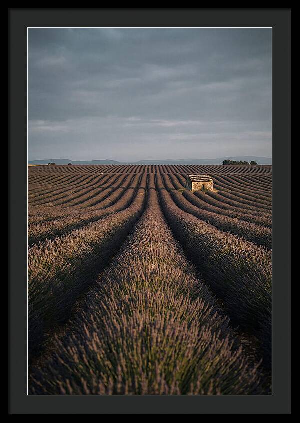 Endless Lavender Fields Of Valensole
