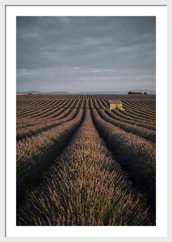 Endless Lavender Fields Of Valensole