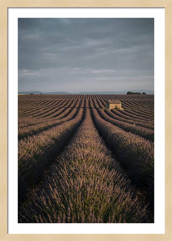 Endless Lavender Fields Of Valensole