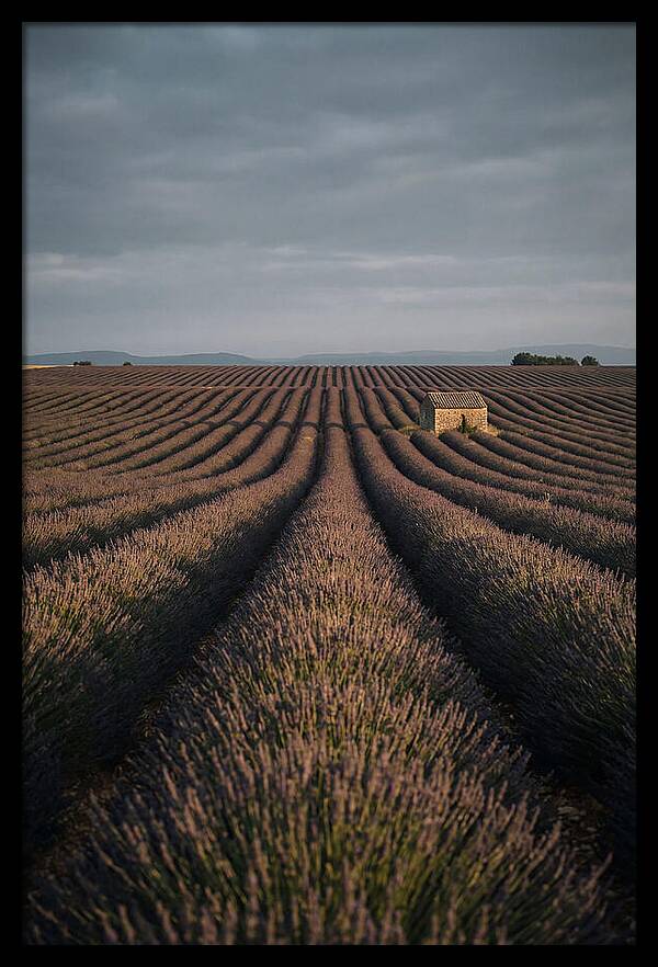 Endless Lavender Fields Of Valensole