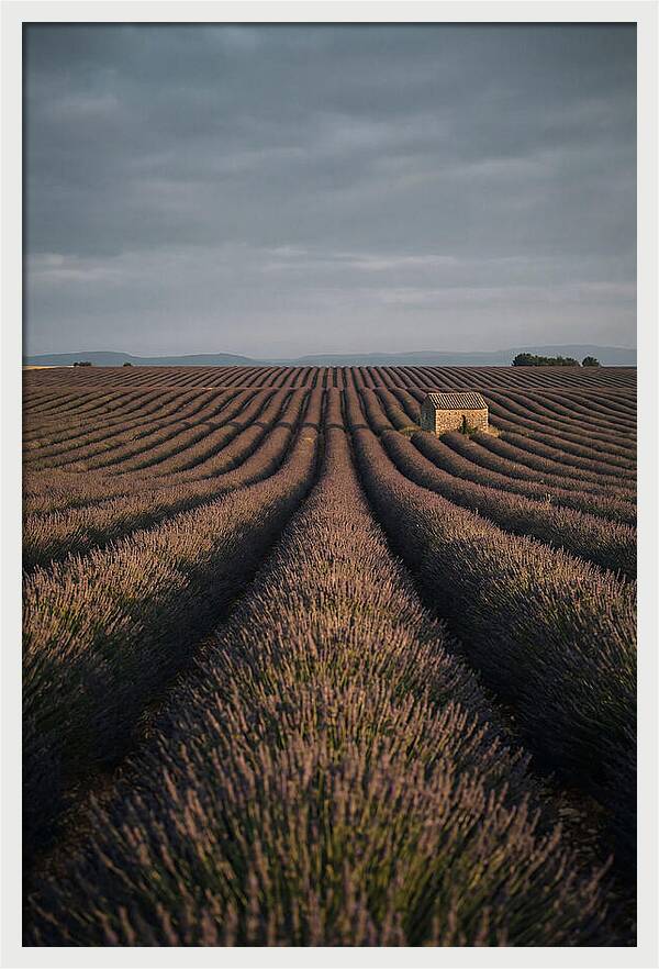 Endless Lavender Fields Of Valensole