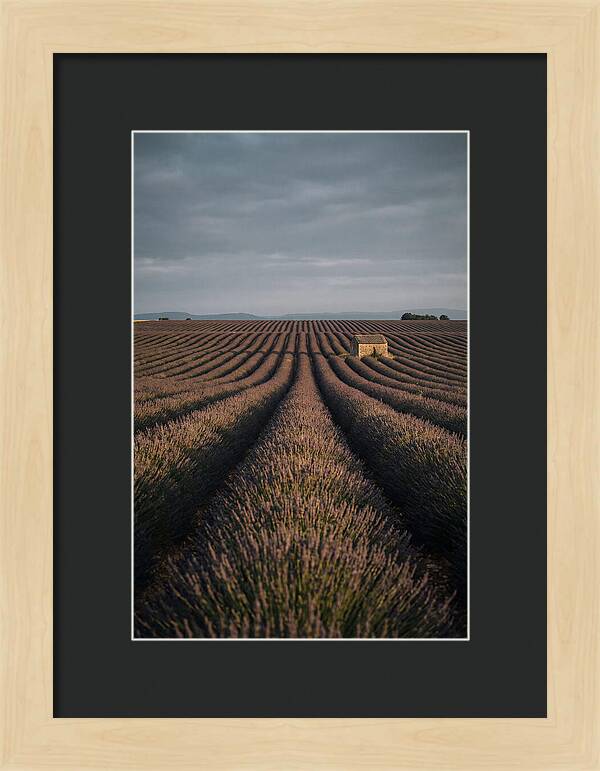 Endless Lavender Fields Of Valensole
