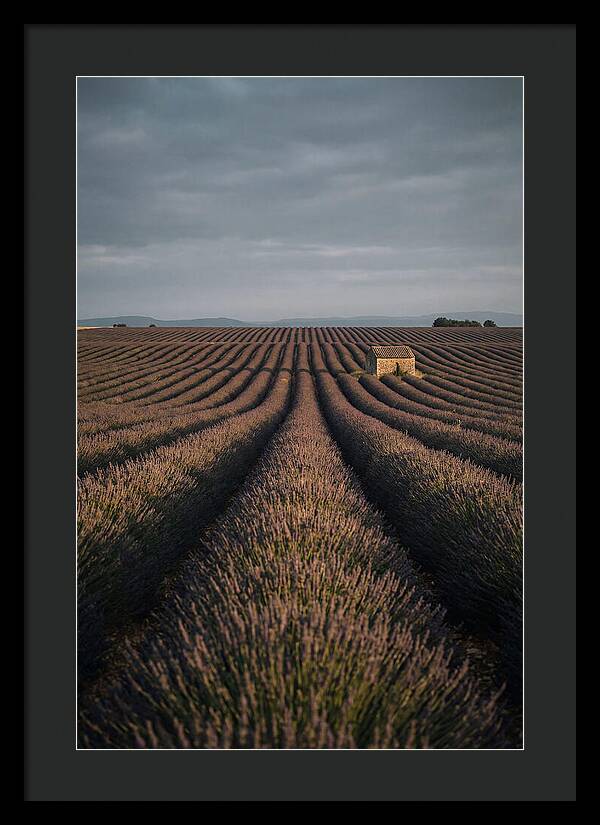 Endless Lavender Fields Of Valensole