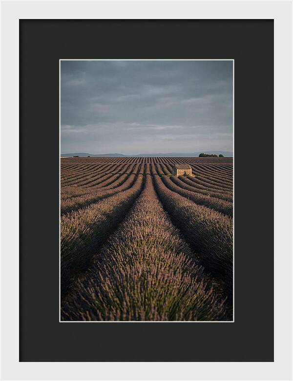 Endless Lavender Fields Of Valensole