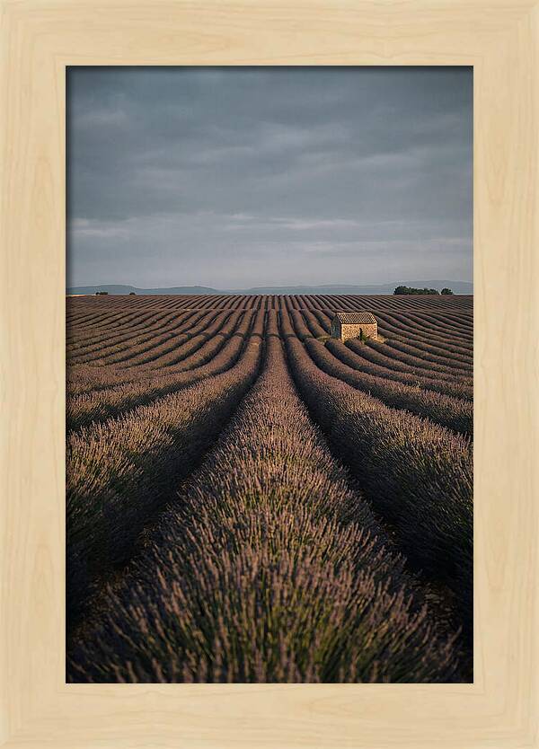 Endless Lavender Fields Of Valensole
