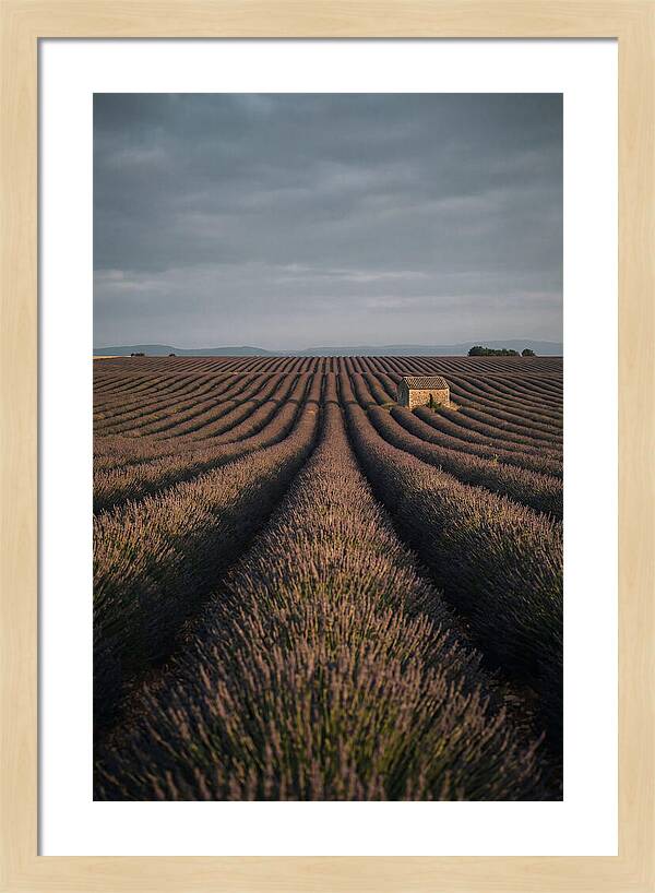Endless Lavender Fields Of Valensole