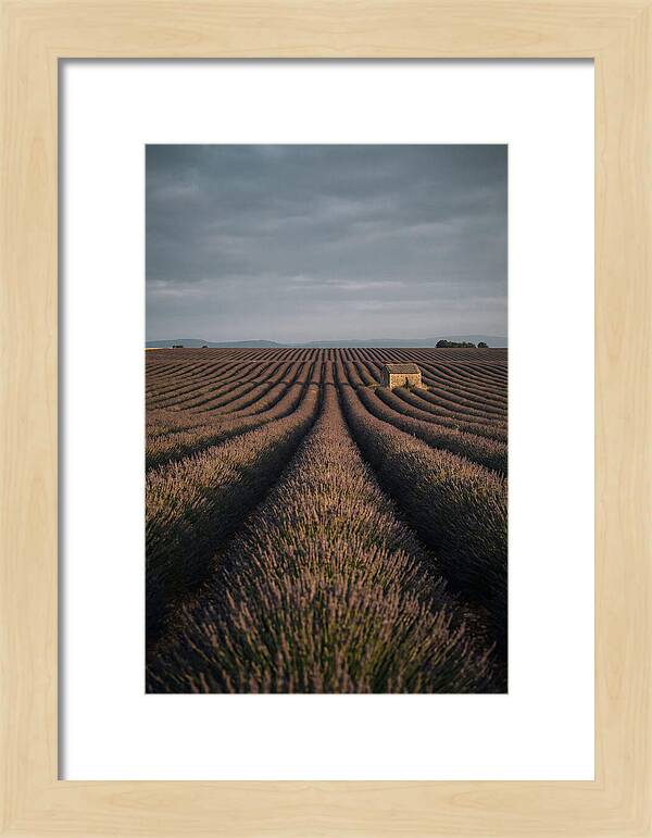 Endless Lavender Fields Of Valensole
