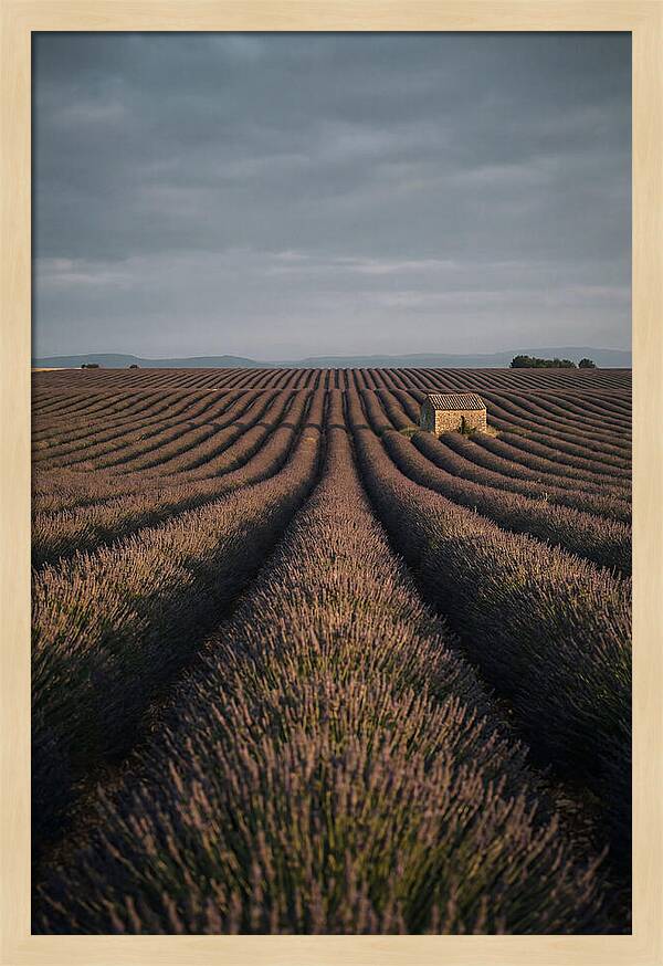 Endless Lavender Fields Of Valensole
