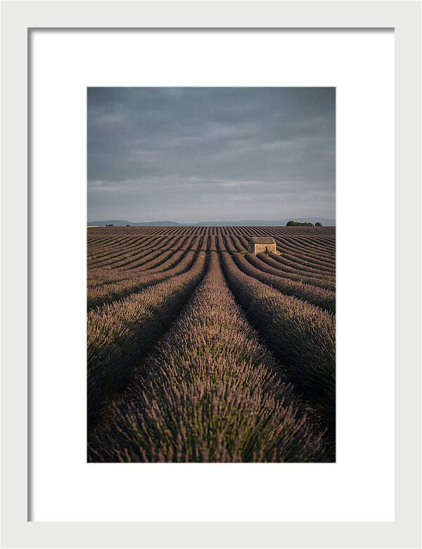 Endless Lavender Fields Of Valensole