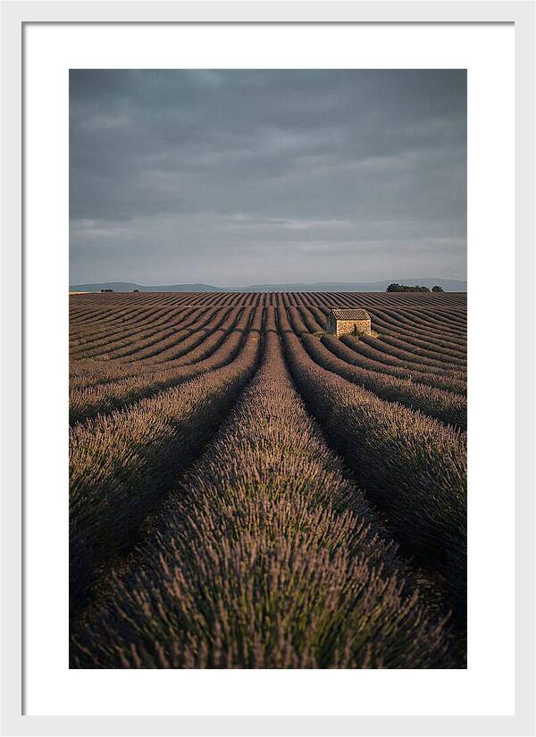 Endless Lavender Fields Of Valensole