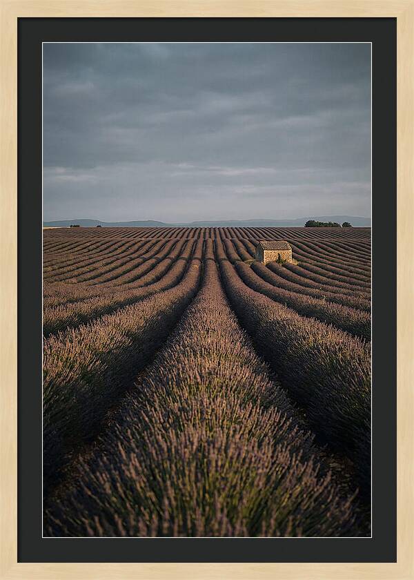 Endless Lavender Fields Of Valensole