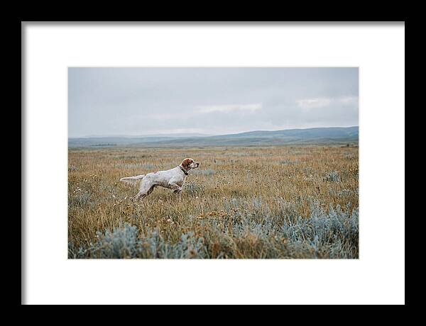 English Setter In The Meadow