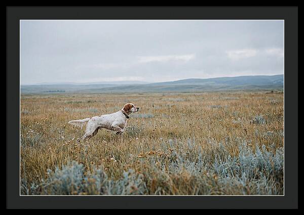 English Setter In The Meadow