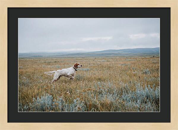 English Setter In The Meadow