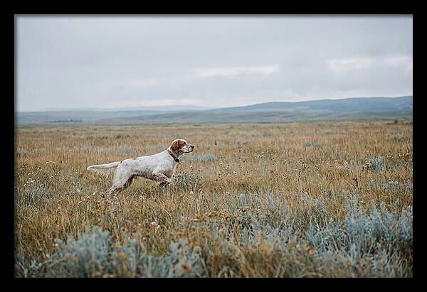 English Setter In The Meadow