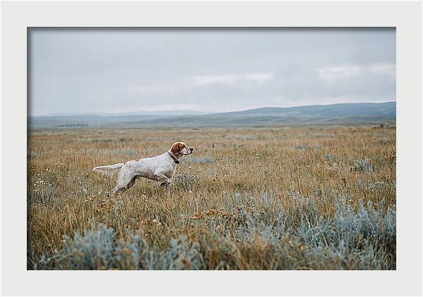 English Setter In The Meadow