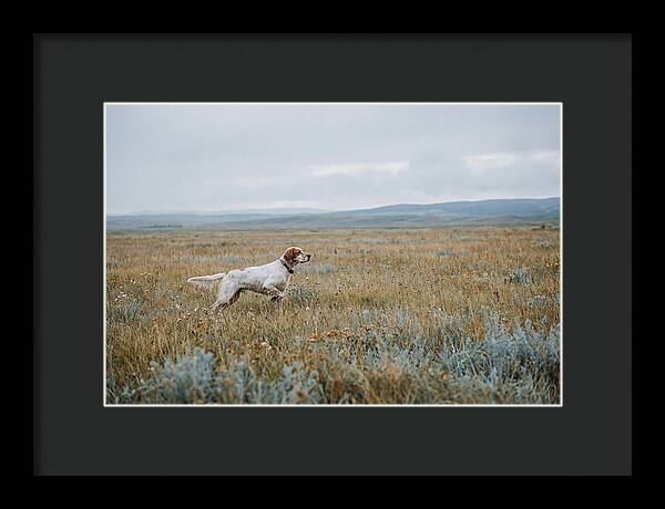English Setter In The Meadow