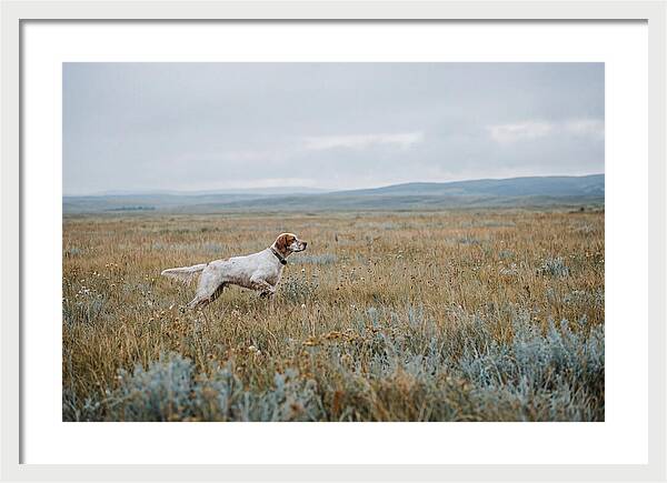 English Setter In The Meadow