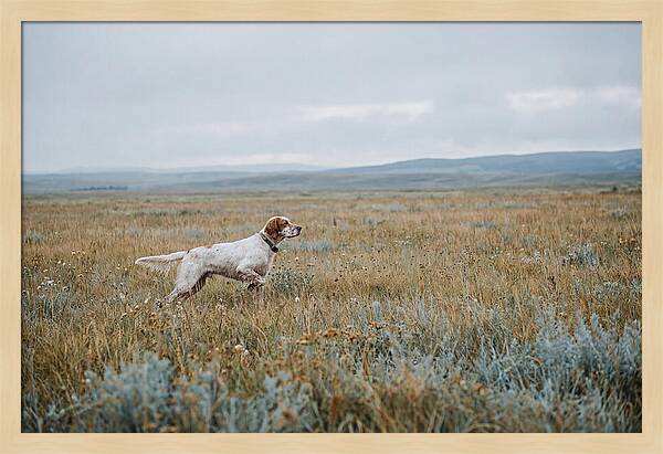 English Setter In The Meadow