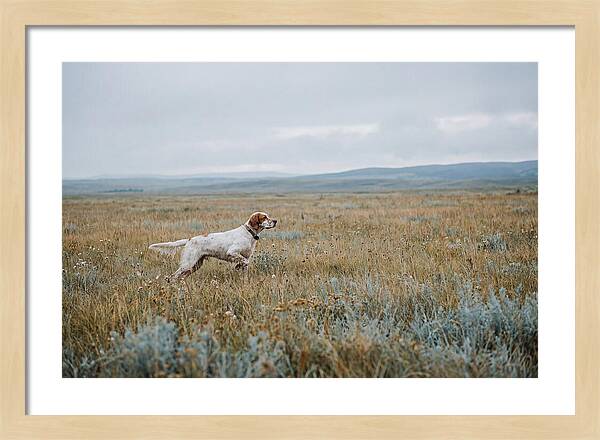 English Setter In The Meadow