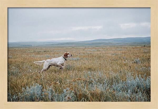 English Setter In The Meadow