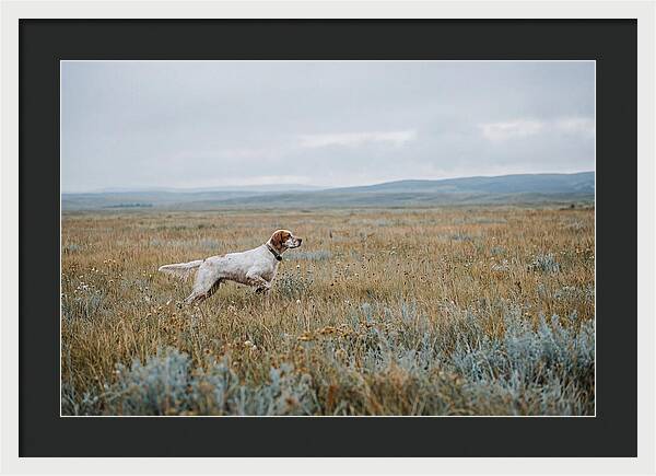 English Setter In The Meadow