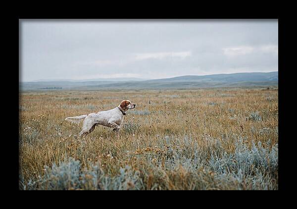 English Setter In The Meadow