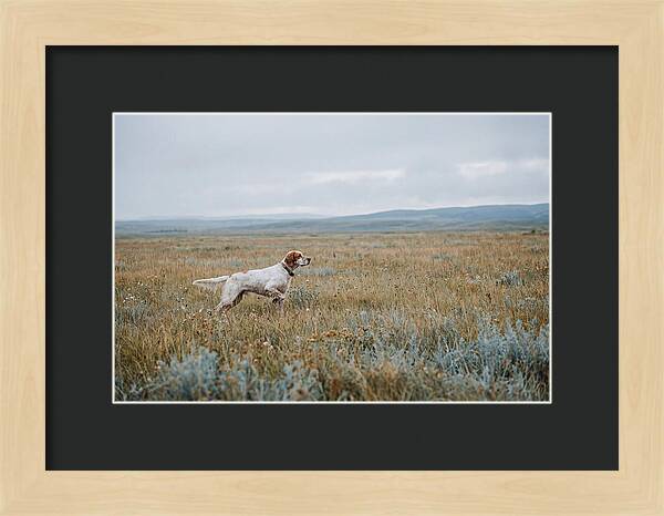 English Setter In The Meadow