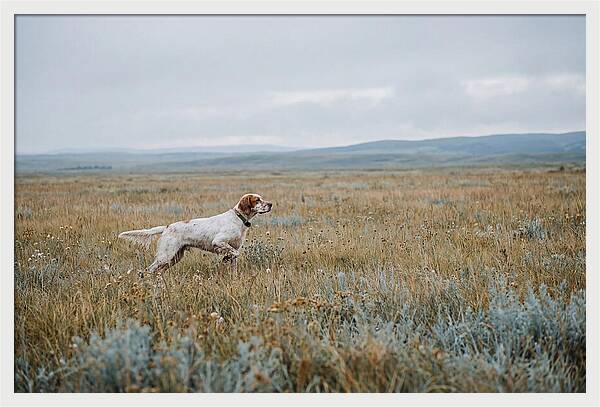English Setter In The Meadow