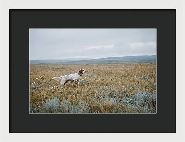 English Setter In The Meadow