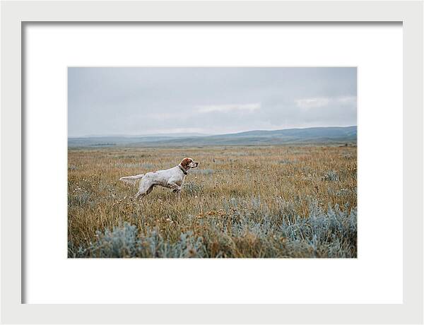 English Setter In The Meadow
