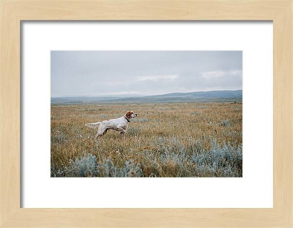 English Setter In The Meadow