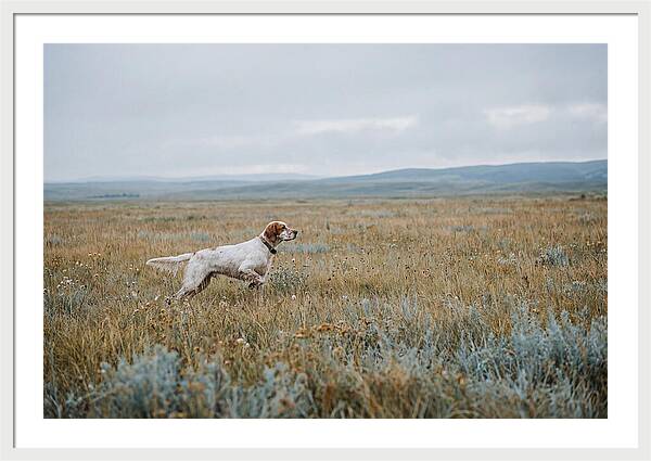 English Setter In The Meadow