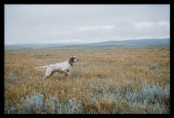 English Setter In The Meadow