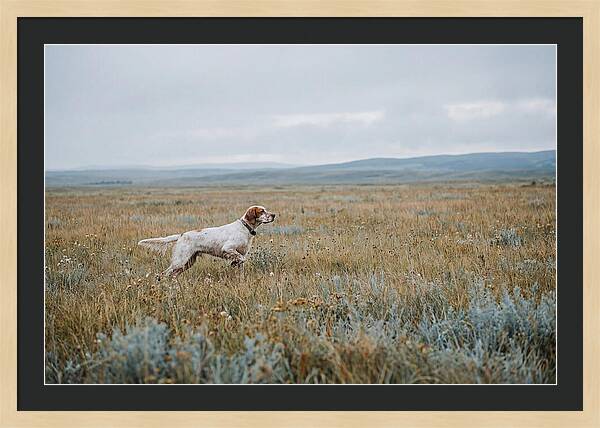 English Setter In The Meadow
