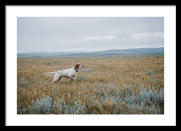 English Setter In The Meadow