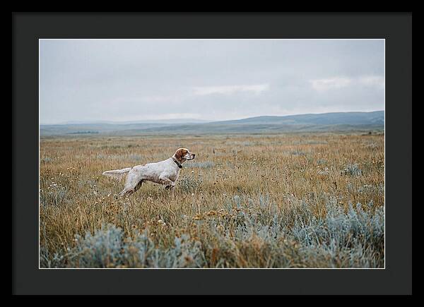 English Setter In The Meadow